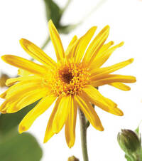csm_arnica_heelvet_115_640_x_721px_f94d80fd05