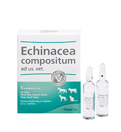 echinacea-compositum-amp