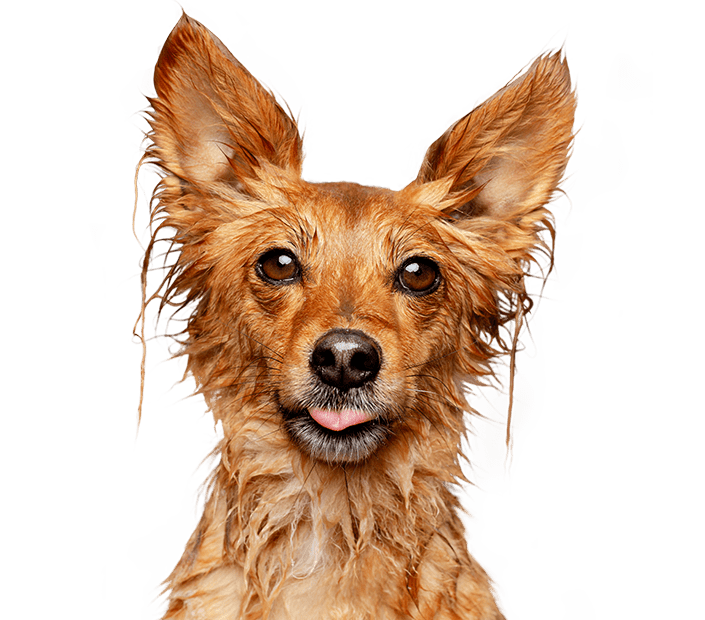 dog-1