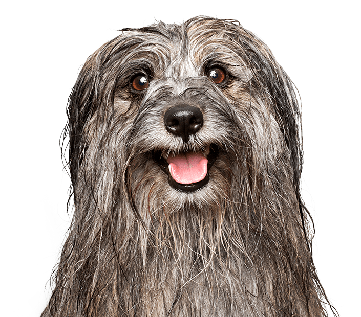 dog-2