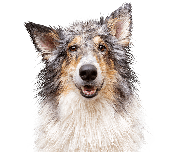dog-3
